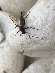 Pimpla turionellae