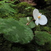 Begonia aketajawensis - Photo (c) Sustainable Strategies Network, μερικά δικαιώματα διατηρούνται (CC BY-NC-SA), uploaded by Sustainable Strategies Network