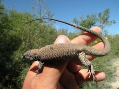 Aspidoscelis marmoratus