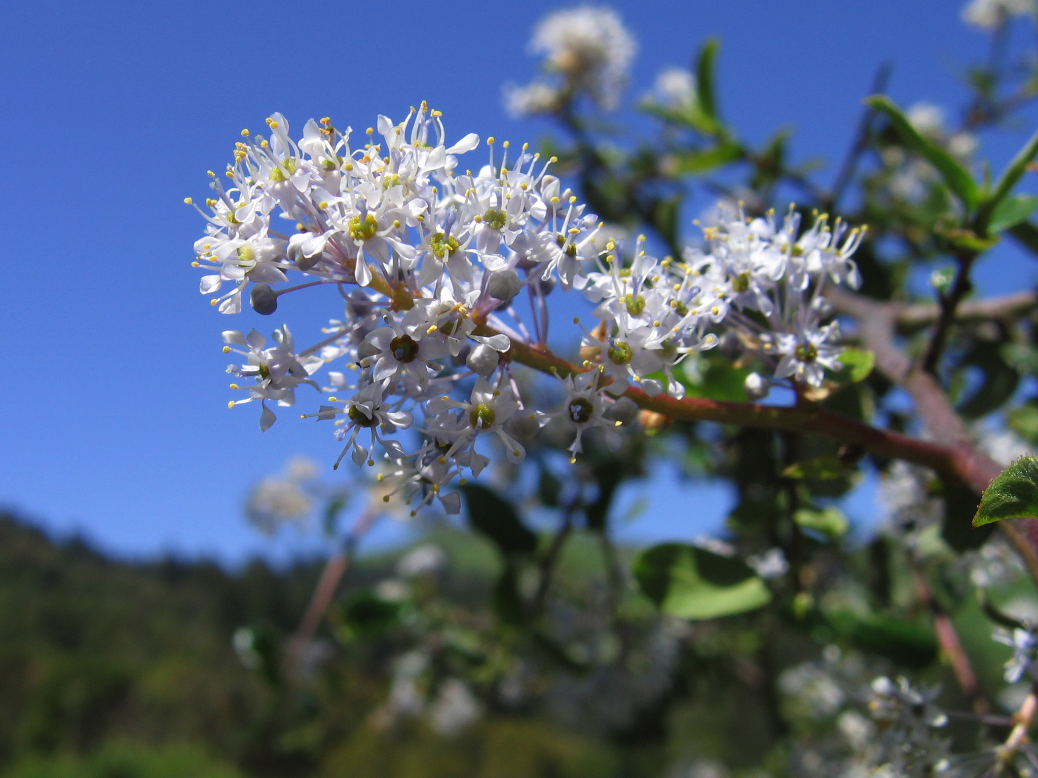 Ceanothus oliganthus