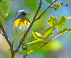 Setophaga americana image