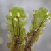 Distichophyllum microcarpum - Photo (c) Leon Perrie, alguns direitos reservados (CC BY), uploaded by Leon Perrie