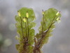 Distichophyllum microcarpum - Photo (c) Leon Perrie, some rights reserved (CC BY), uploaded by Leon Perrie