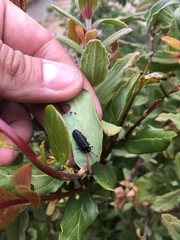 Pyractonema
