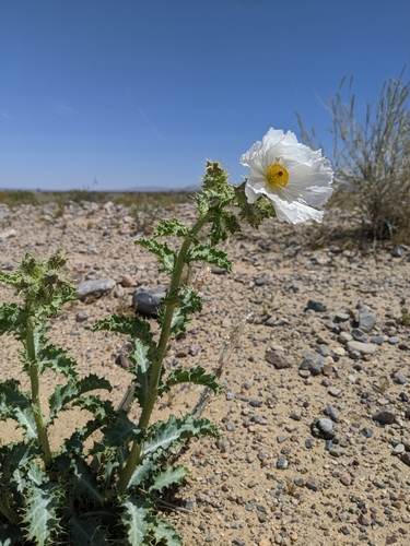 Mojave pricklypoppy (Argemone corymbosa)