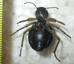 Dichtha cubica