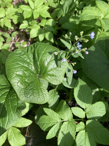 Brunnera sibirica