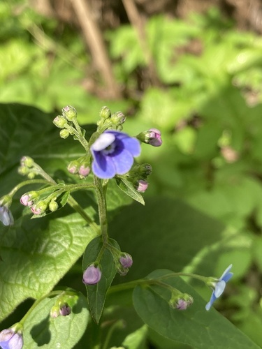 Brunnera sibirica