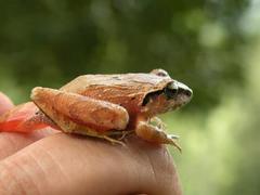 Craugastor mexicanus