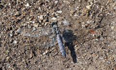 Orthetrum cancellatum