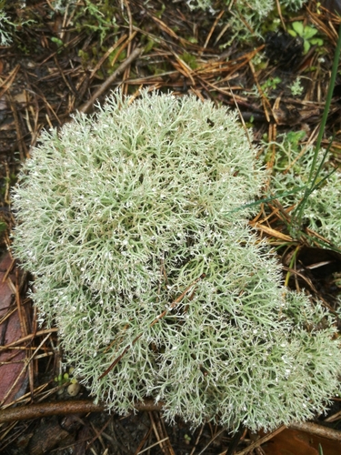 Green Reindeer Lichen
