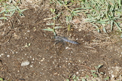 Orthetrum cancellatum