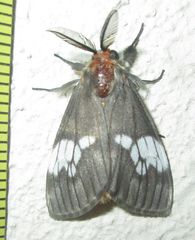 Palasea albimacula