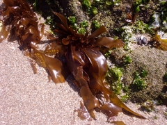 Mazzaella laminarioides