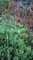 Ceratocapnos claviculata