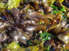 Mazzaella laminarioides