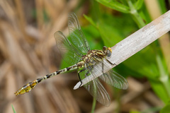 Dromogomphus spoliatus