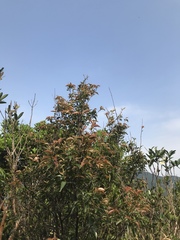 Rhododendron simsii
