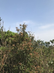 Rhododendron simsii