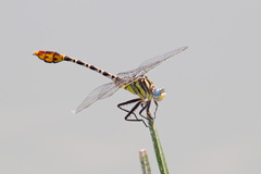 Dromogomphus spoliatus