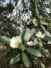 Theaceae