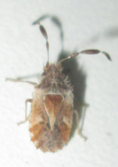 Phricodus hystrix