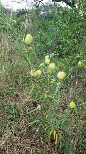 Gomphocarpus image