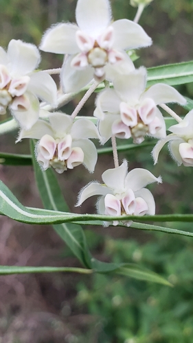 Gomphocarpus physocarpus image