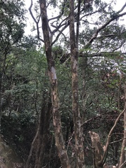 Litsea rotundifolia