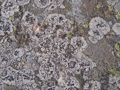 Rhizocarpon geminatum