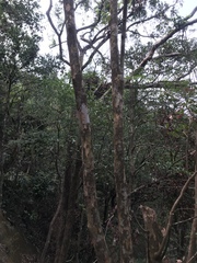 Litsea rotundifolia