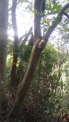 Heptapleurum heptaphyllum