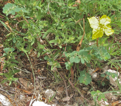 Euphorbia stictospora