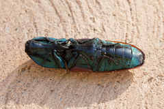 Chalcolepidius rubripennis