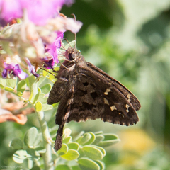 Thorybes dorantes calafia