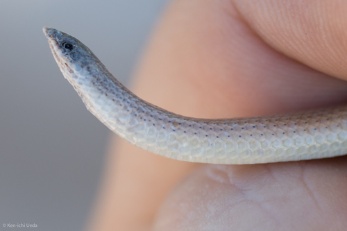 Sonora straminea
