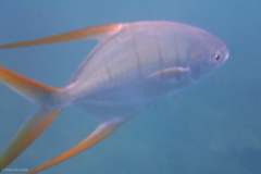 Trachinotus rhodopus