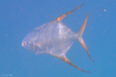 Trachinotus rhodopus