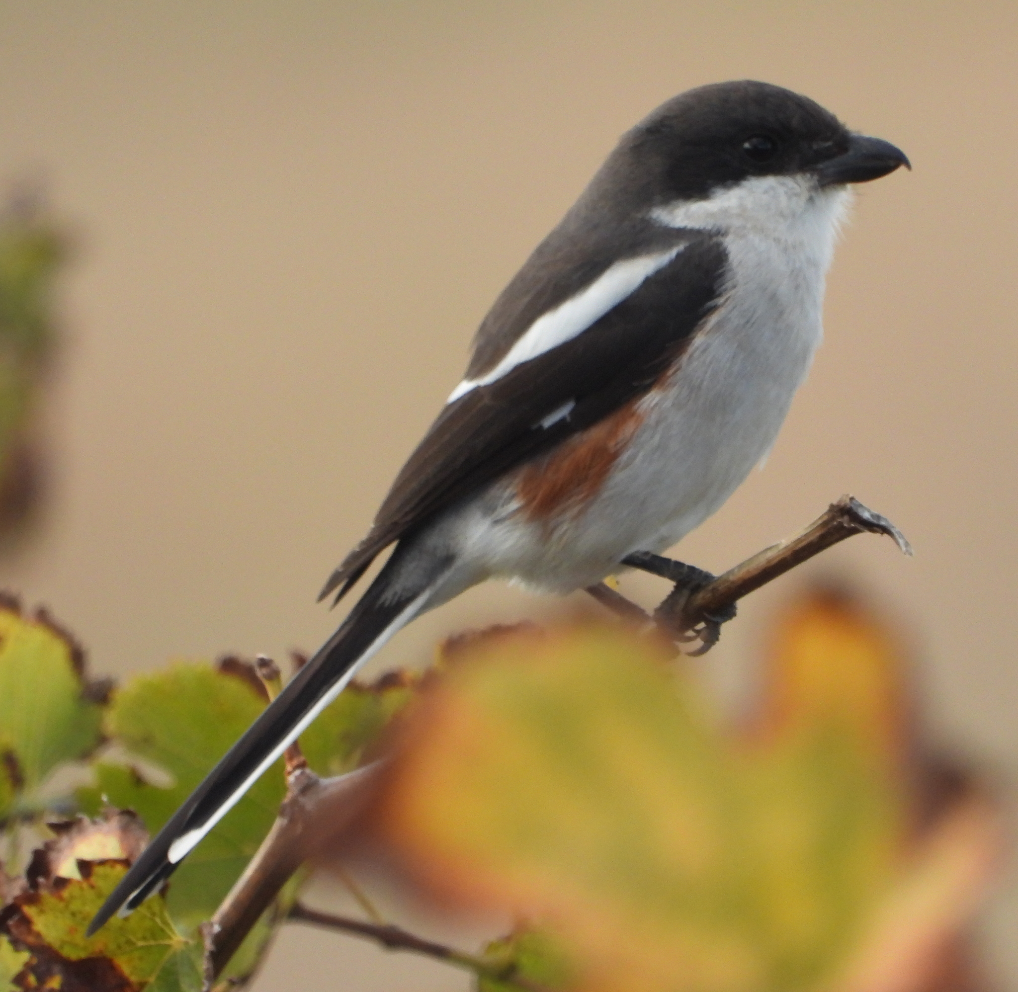 Southern Fiscal (Lanius collaris)
