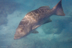 Mycteroperca rosacea