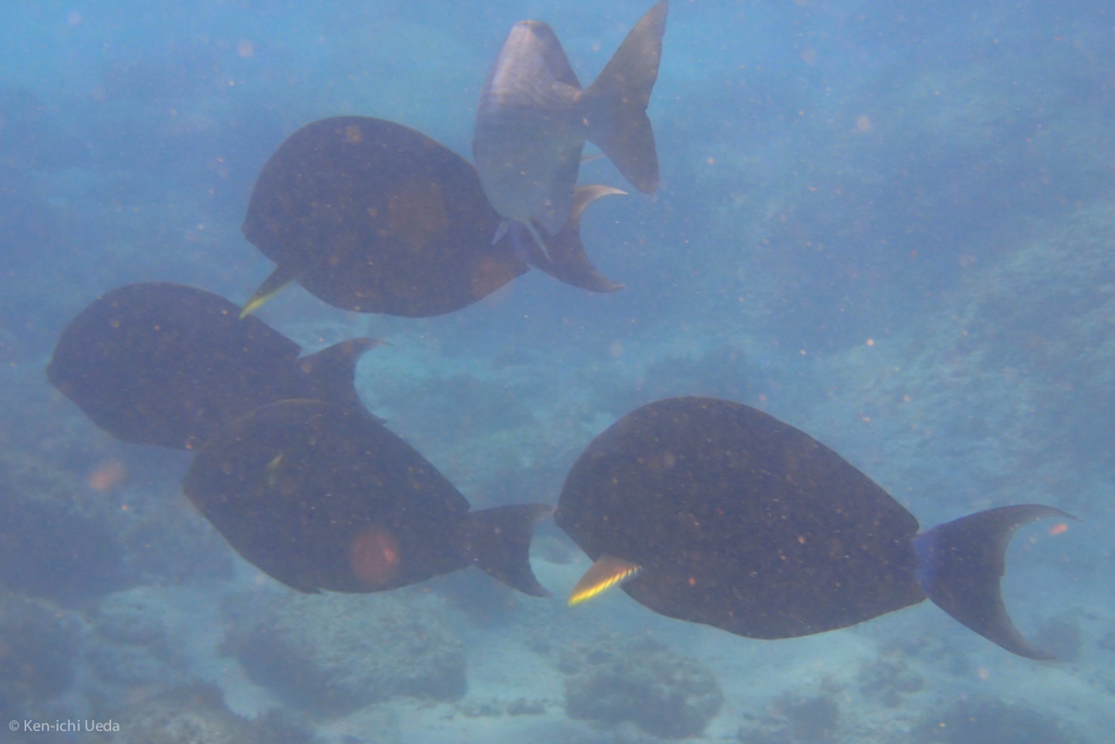 Yellowfin surgeonfish