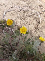 Potentilla arenosa