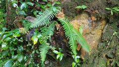 Struthiopteris niponica