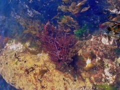 Chondracanthus chamissoi