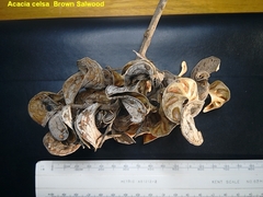 River coobah (Acacia celsa)