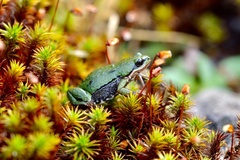 Kinangop Dainty Frog photo 2