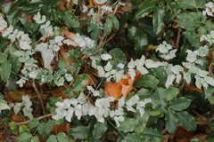 Erysiphe berberidis