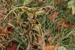Persicarieae