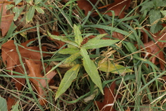 Persicarieae