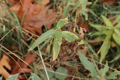 Persicarieae